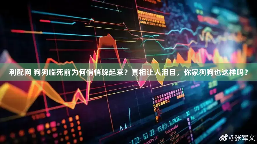 利配网 狗狗临死前为何悄悄躲起来？真相让人泪目，你家狗狗也这样吗？