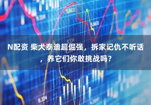 N配资 柴犬泰迪超倔强，拆家记仇不听话，养它们你敢挑战吗？